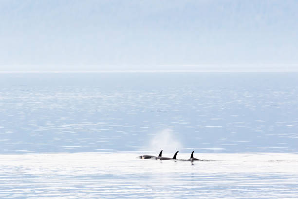 istock Killer whales (Orcinus orca) in Chatham Strait, southeast Alaska 1177141497