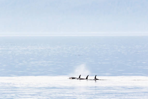 wieloryby -killer (orcinus orca) w cieśninie chatham w południowo-wschodniej alasce - chatham_& zdjęcia i obrazy z banku zdjęć