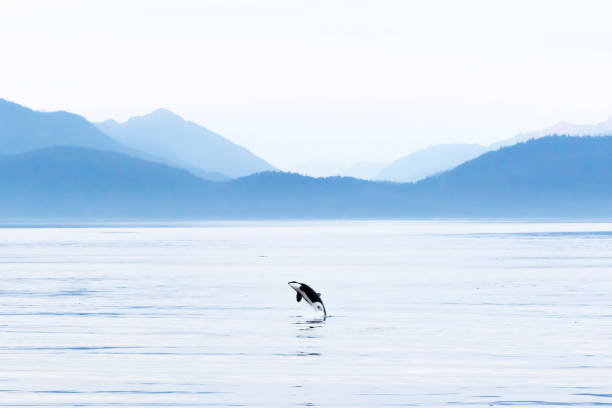 A family of Killer Whales jumps out of the water in unison.  