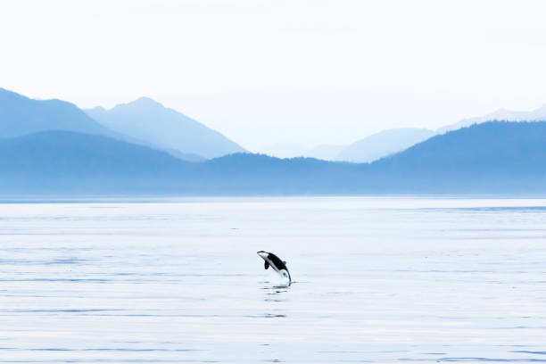 Killer whale (Orcinus orca) breaching in Chatham Strait, southeast Alaska Killer whales (Orcinus orca) are often seen from ships cruising the Inside Passage through Chatham Strait but this behavior is not that commonly seen killer whale photos stock pictures, royalty-free photos & images
