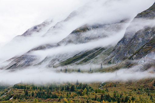 Foggy forest landscape in Glacier Bay National Park
