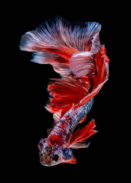 istock Betta fish Fight in the aquarium 1177144119