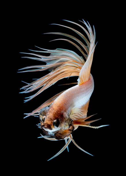 istock Betta fish Fight in the aquarium 1177144176