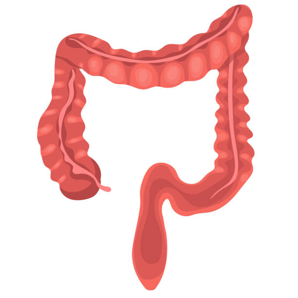istock Human Anatomy. Large Intestine. Vector illustration isolated on a white background. 1177145925