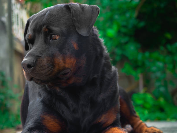 istock Rottweiler is a smart dog. Curious cute and perverse 1177148721