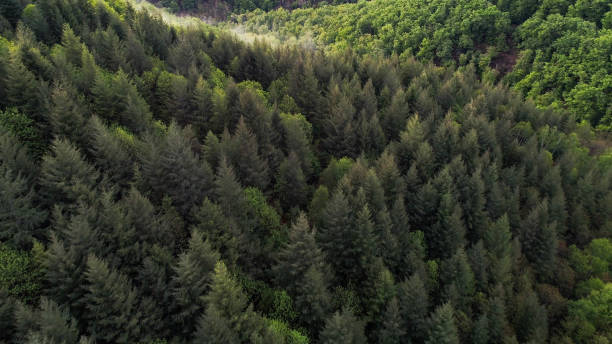 istock Fir tree forest aerial in a the hills and small mountain range. 1177149477