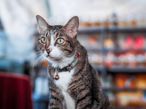 istock Cats are cute animals. Curious 1177149514