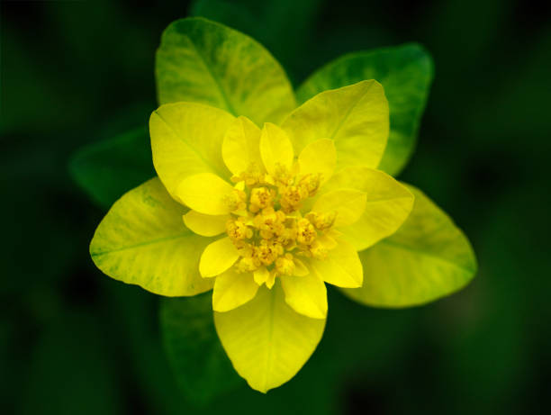 bright yellow milkweed on a dark green background in the garden. beautiful yellow flower close up. cushion spurge, euphorbia epithymoides. garden plants, top view - euphorbiaceae imagens e fotografias de stock