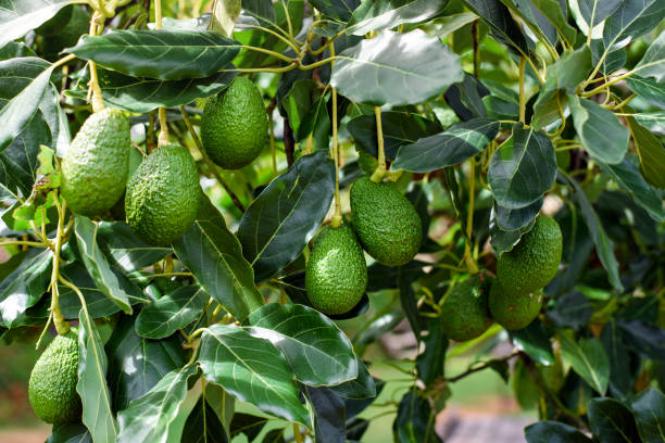 verde hass aguacates fruta colgando en el árbol - aguacate fotografías e imágenes de stock