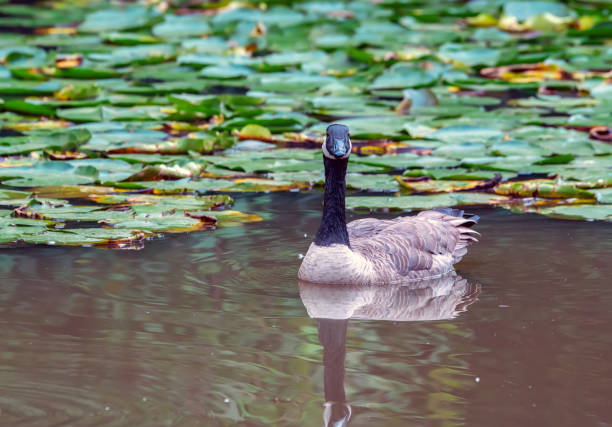 canada goose in the lake