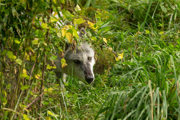 istock The Timber Wolf (Canis lupus), also known as the gray wolf 1177151505