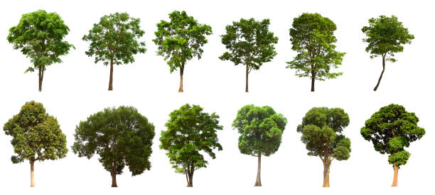 istock isolated tree  is located on a white background. Collection of isolated tree on white background 1177152193