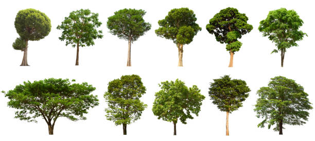 istock isolated tree  is located on a white background. Collection of isolated tree on white background 1177152224