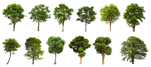 istock isolated tree  is located on a white background. Collection of isolated tree on white background 1177152227
