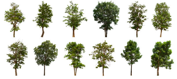 istock isolated tree  is located on a white background. Collection of isolated tree on white background 1177152372
