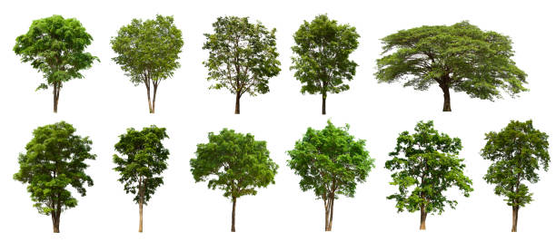 istock isolated tree  is located on a white background. Collection of isolated tree on white background 1177152461