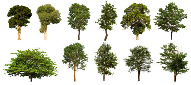 istock isolated tree  is located on a white background. Collection of isolated tree on white background 1177152479