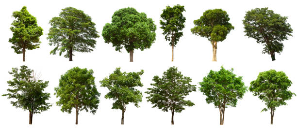 istock isolated tree  is located on a white background. Collection of isolated tree on white background 1177152544