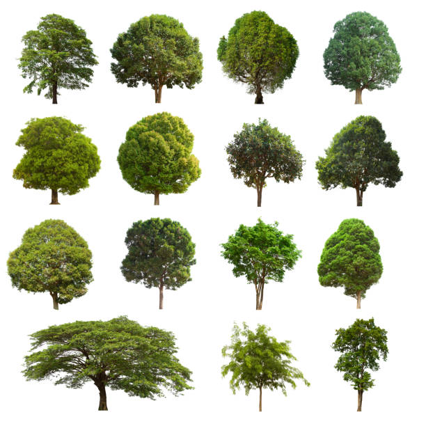 istock isolated tree  is located on a white background. Collection of isolated tree on white background 1177152545