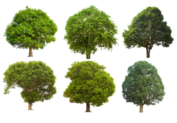 istock isolated tree  is located on a white background. Collection of isolated tree on white background 1177153666