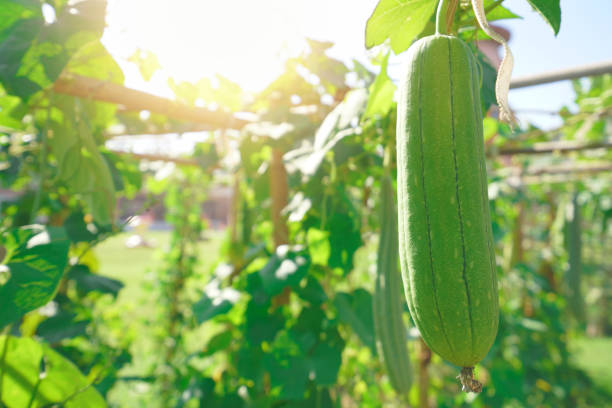 istock Farm vegetable garden with sun light 1177153676