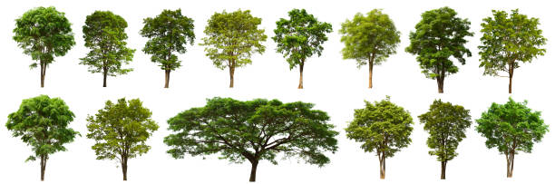 istock isolated tree  is located on a white background. Collection of isolated tree on white background 1177153722