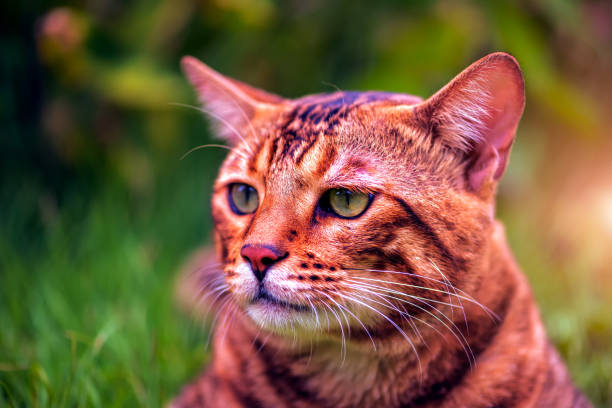 istock Close-up Portrait of Curious Face . 1177154660