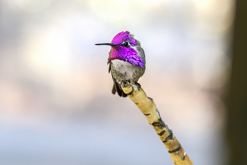 A male Costa's hummingbird with vibrant, iridescent purple cap and gorget stands on the tip of a single branch and looks at the camera with his left eye