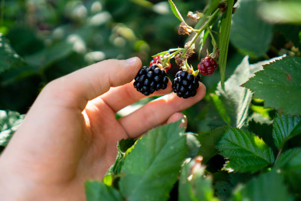 landwirt hand sammeln die brombeere auf dem busch im garten - blackberry mobile phone smart phone human hand stock-fotos und bilder