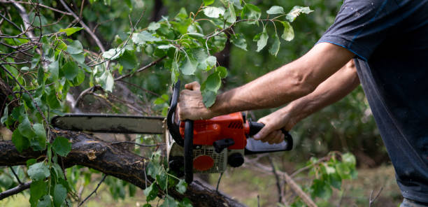 istock lumberjack  with a chainsaw cutting wood trees in action 1177155517