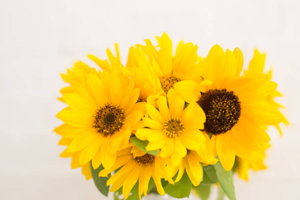 istock Sunflowers in vase 1177155713
