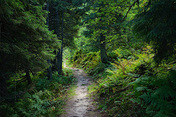 camino en el bosque - single lane road fotografías e imágenes de stock