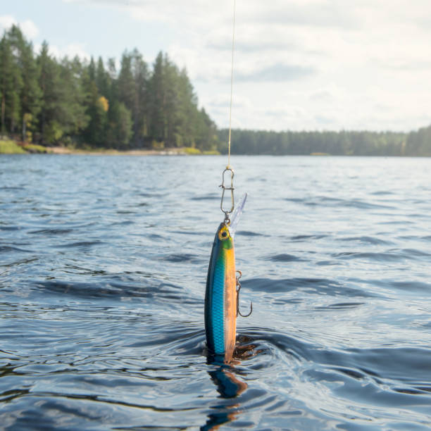 Fisherman caught a eel in a lake, sunshine day