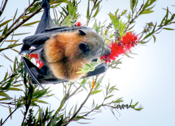 szary w obliczu latającego lisa (nietoperz owocowy) - bat fruit bat mammal australia zdjęcia i obrazy z banku zdjęć