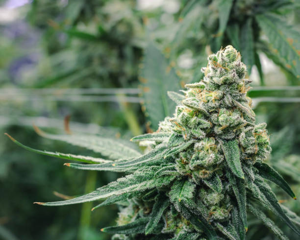 istock Crystalized Marijuana Bud with Texture Trichromes Growing at Indoor Garden Facility 1177157912
