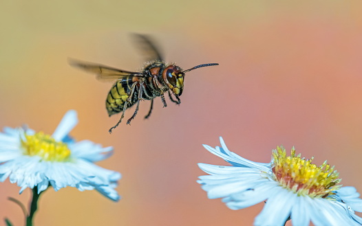 Hornet on Aster,Eifel,Germany.\nPlease see more than 1000 insect pictures of my Portfolio.\nThank you!