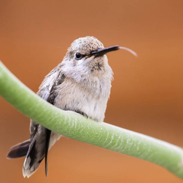 Young Costa's Hummingbird resting perched on a green branch with its tongue out of its beak