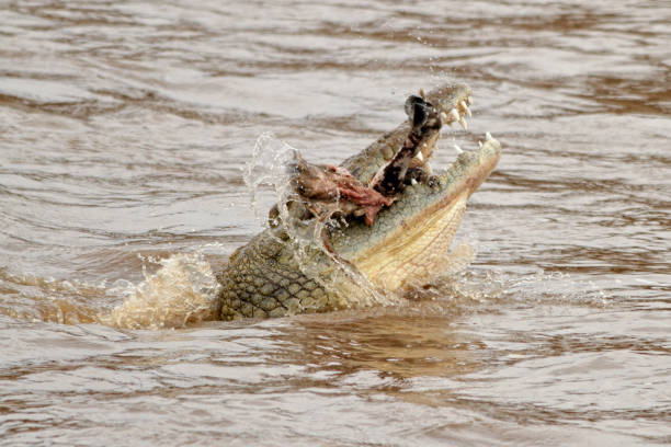 istock Crocodile eats its prey - Mara River Crossing in Masai Mara NR 1177159212