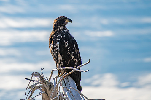 Alaskan juvenile Bald Eagle near Haines