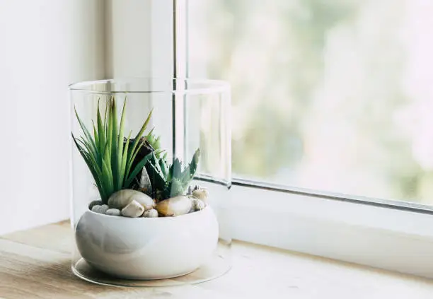 Photo of Small modern tabletop glass open terrarium for plants on window sill in natural light. Lot of copy space.