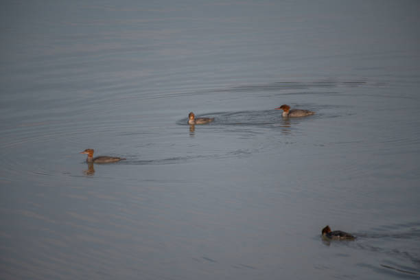 Mergansers swimming and diving near Haines