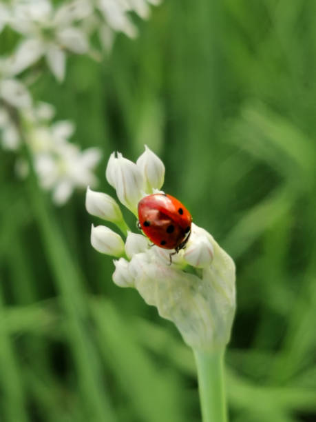 istock Ladybug Bee Wasp on Fruit Flower in Garden Macro Closeup 1177163224