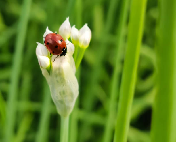 istock Ladybug Bee Wasp on Fruit Flower in Garden Macro Closeup 1177163238
