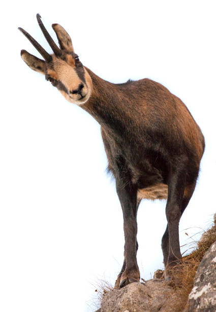 beautiful chamois goat looking at camera. isolated beautiful chamois goat looking at camera. isolated chamois animal photos stock pictures, royalty-free photos & images