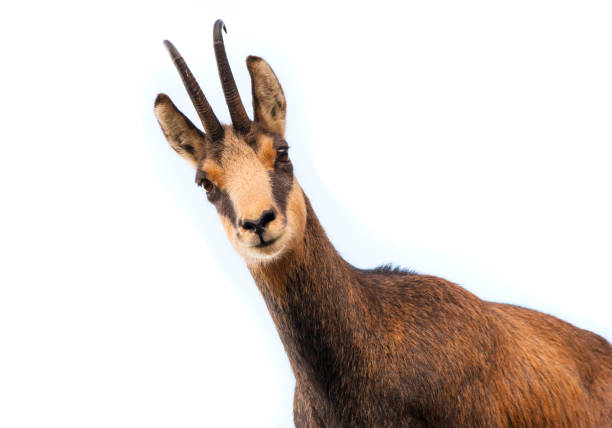 istock beautiful chamois goat looking at camera. isolated 1177163325