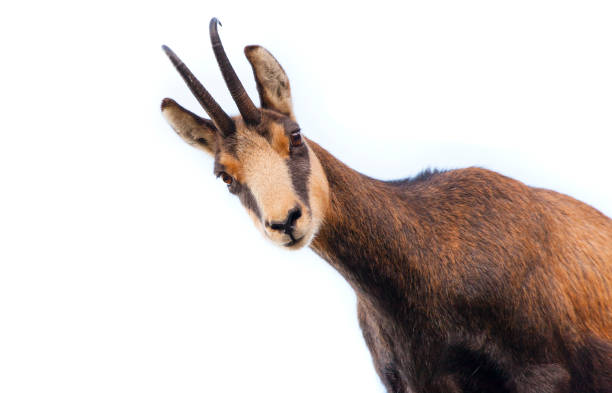 istock beautiful chamois goat looking at camera. isolated 1177163340