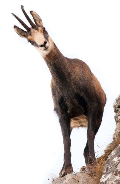 istock beautiful chamois goat looking at camera. isolated 1177163343