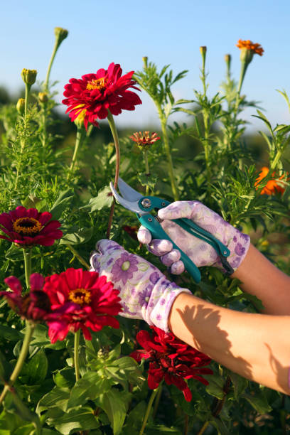 istock hands of gardener cutting red flower 1177166451