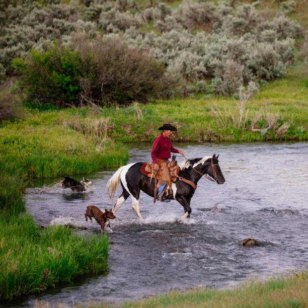 Mature cowboy riding his horse across the river in landscape of Utah, USA.