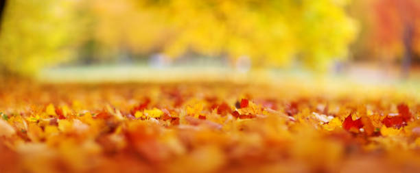 istock trees with multicolored leaves on the grass in the park 1177167694